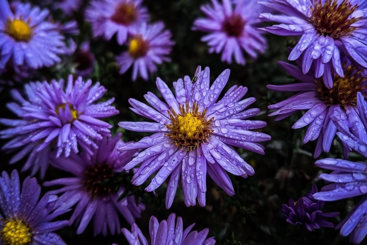Aster flowers