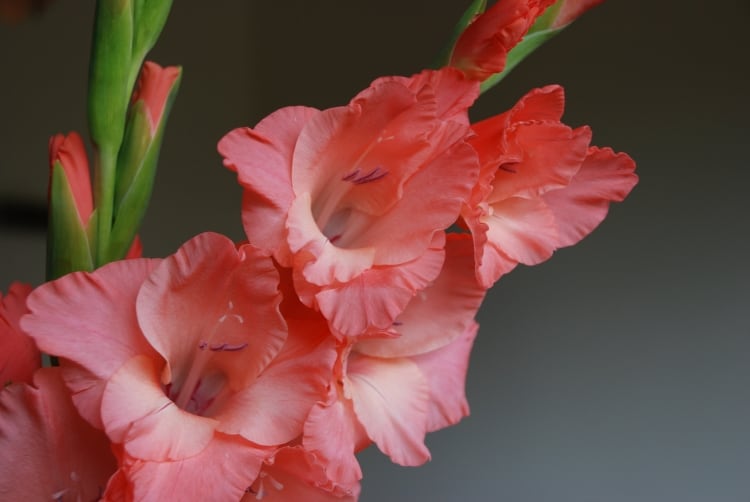 Gladiolus flower