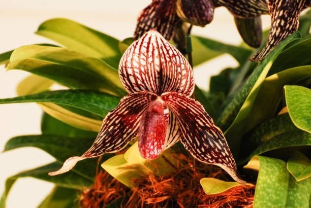 Gold Of Kinabalu Orchid