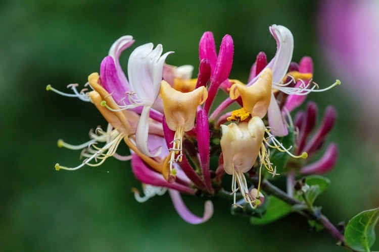 Honeysuckles
