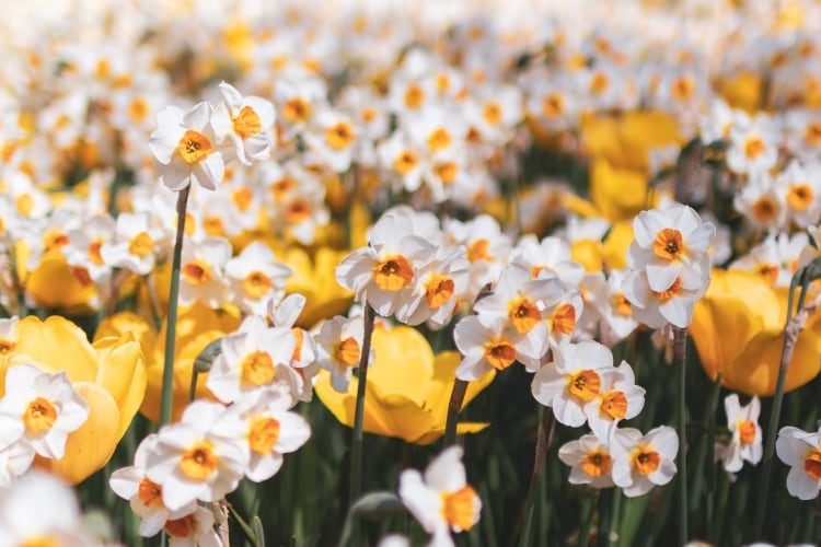 Jonquil (Narcissus)
