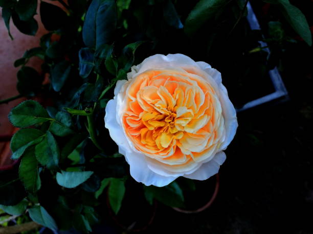 Juliet Rose