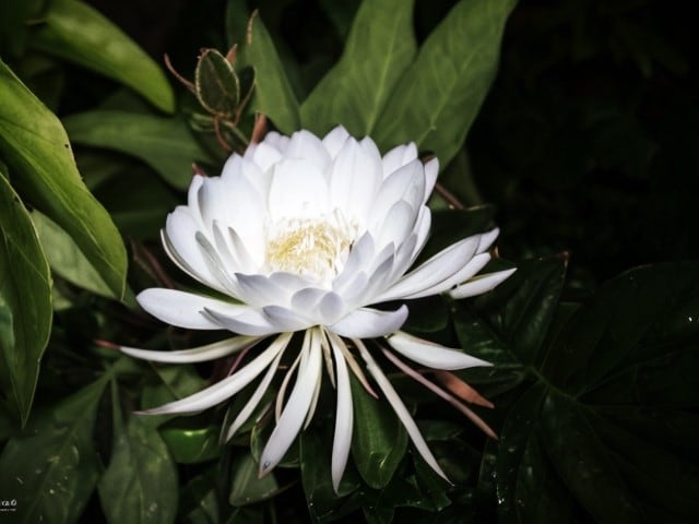 Kadupul Flower