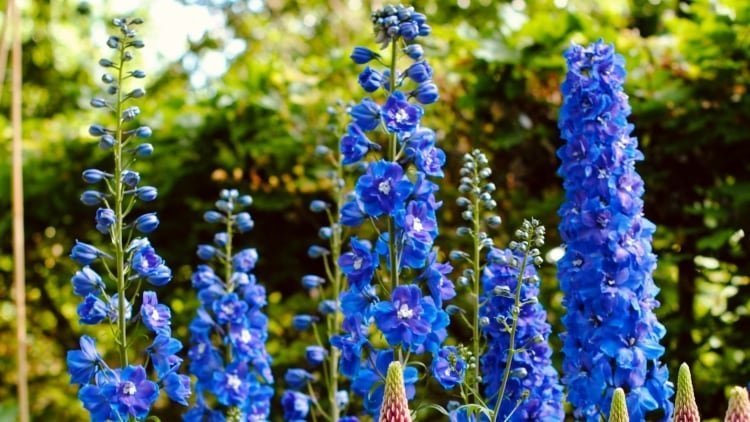 Larkspur flower