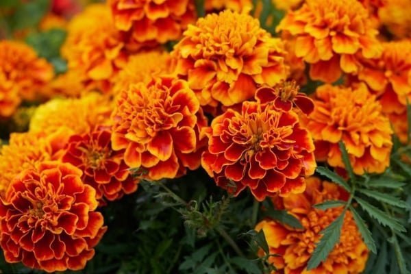 Marigold