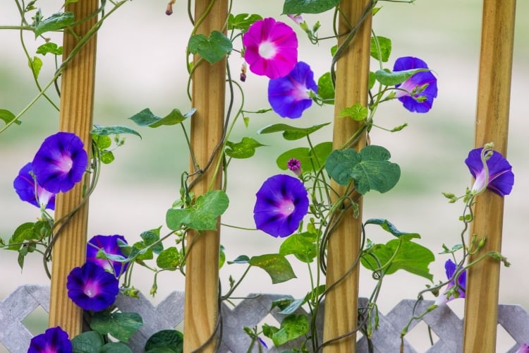 Morning Glory flowers