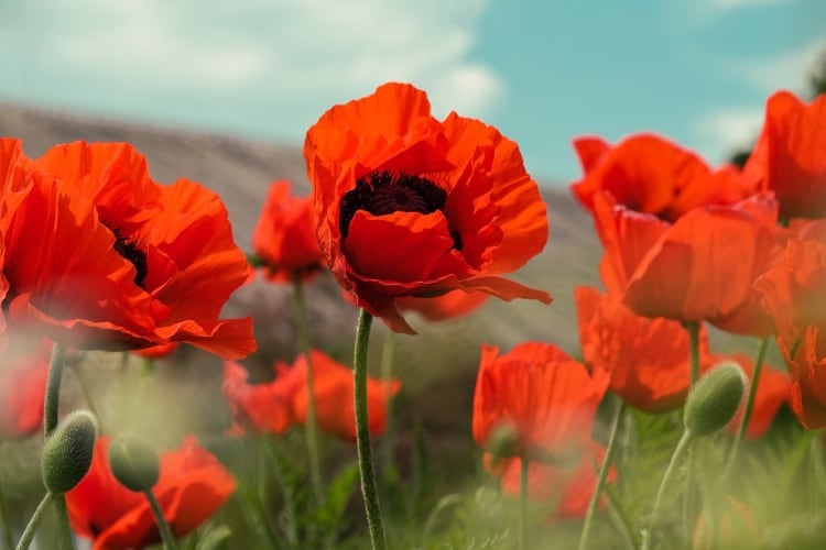 Poppy flowers