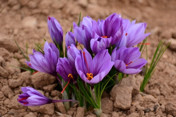 Saffron Crocus