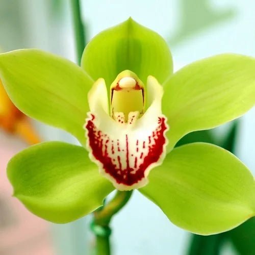 Shenzhen Nongke Orchid
