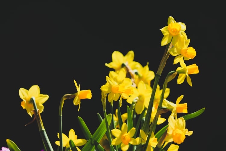 The Daffodil