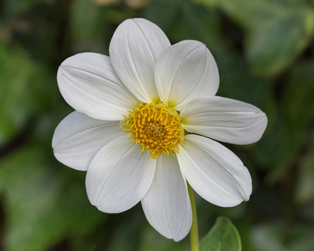 Anemone