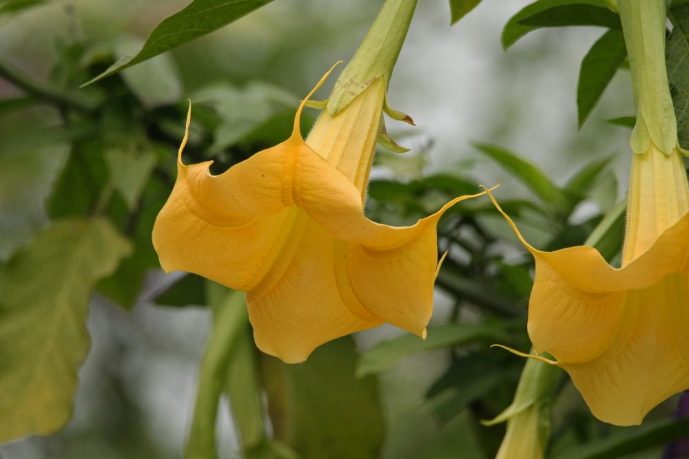 Angel's Trumpet