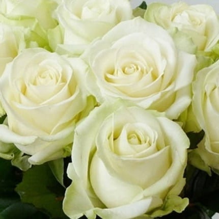 Avalanche roses