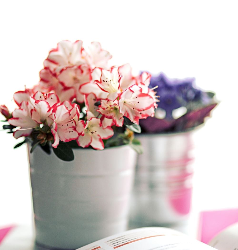Azaleas
