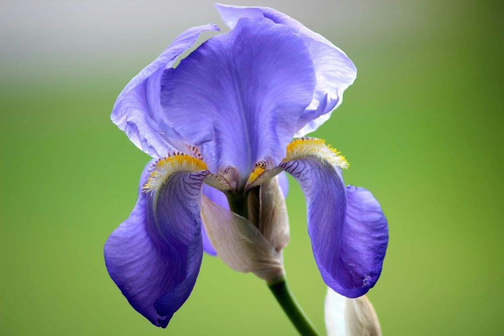Bearded Iris