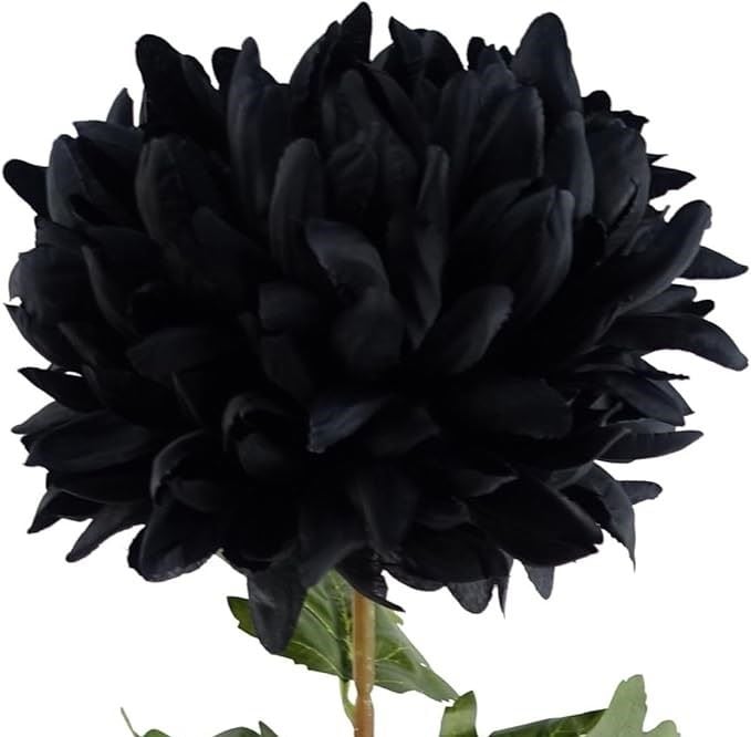Black chrysanthemum