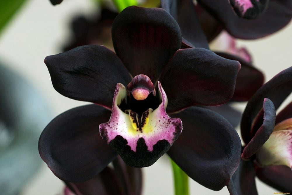 Black orchid