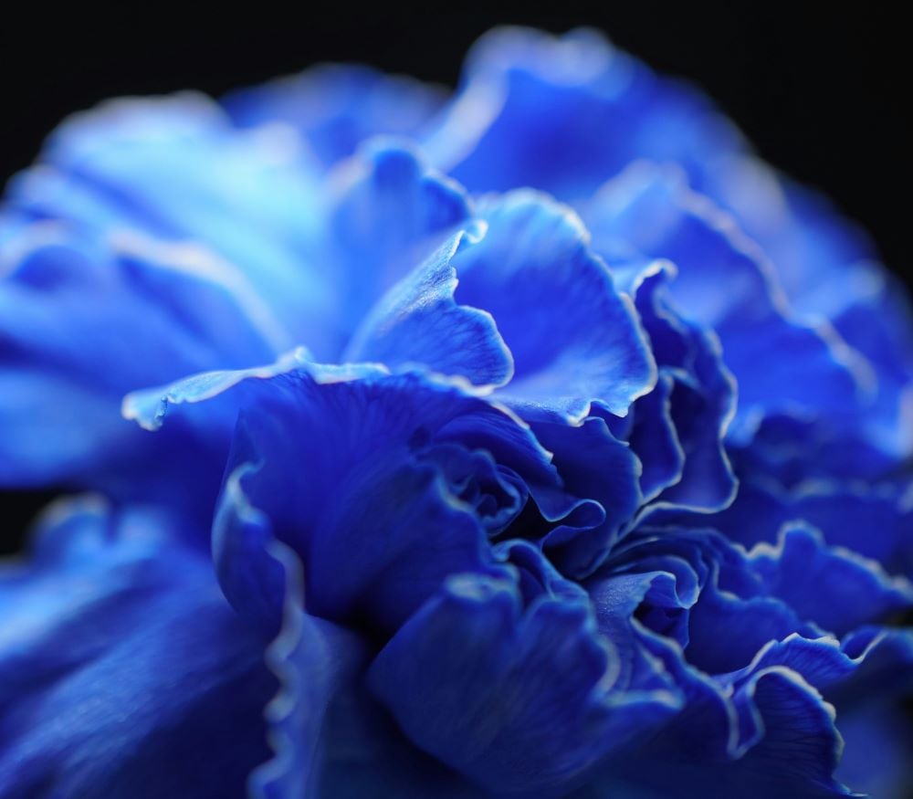 Blue carnations
