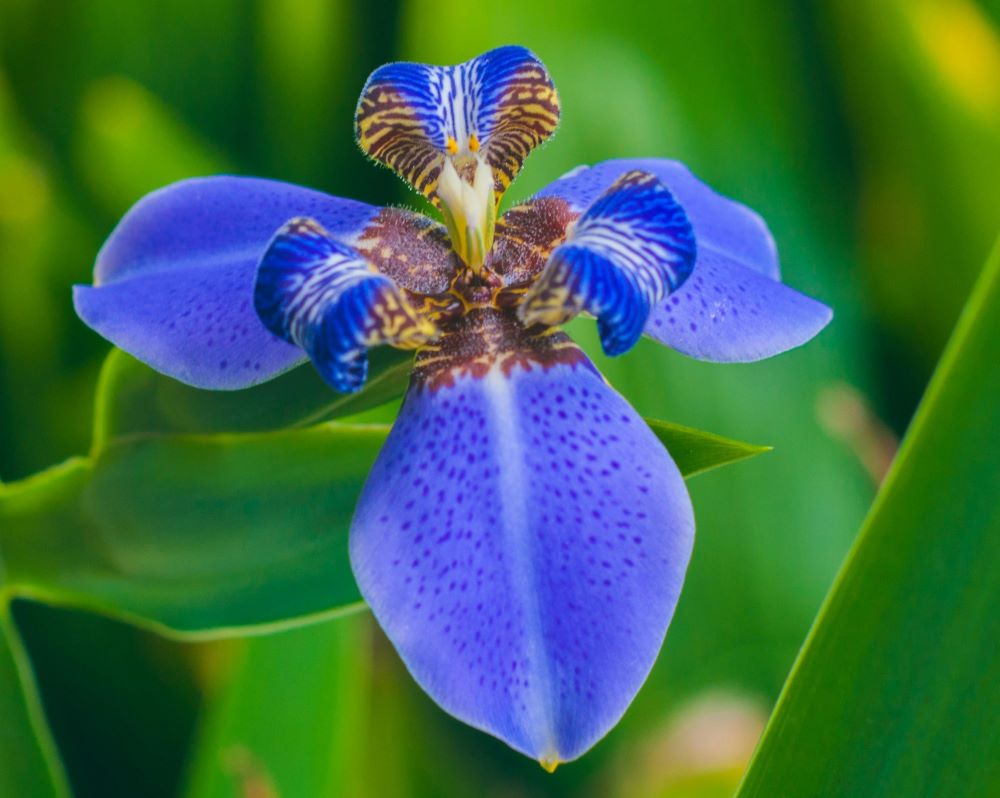 Blue orchid