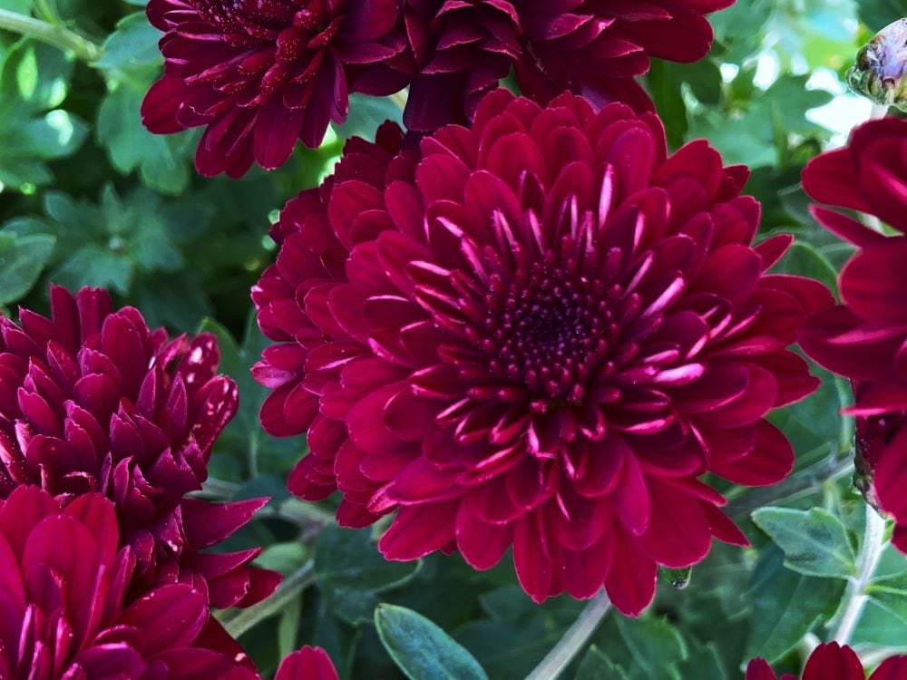 Burgundy chrysanthemum