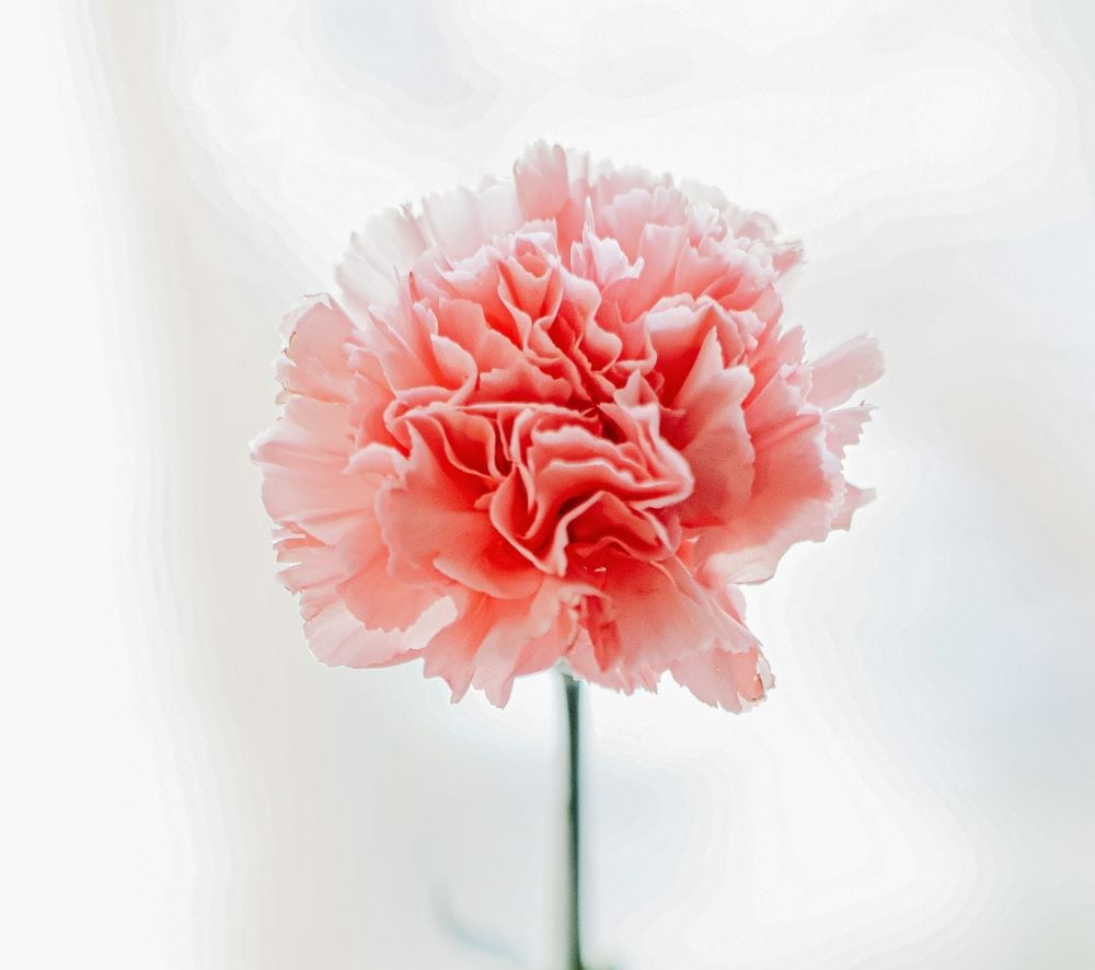 Carnations