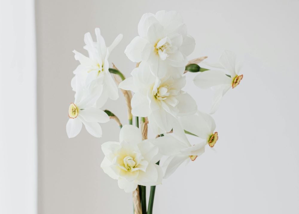 Daffodil (Narcissus)