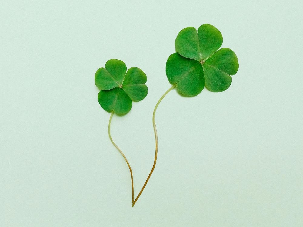 Four-Leaf Clover (Trifolium Repens)