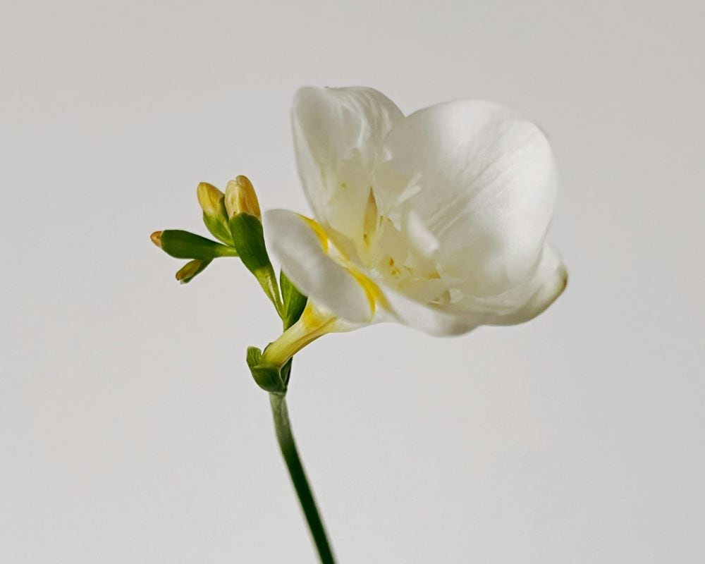 Freesia