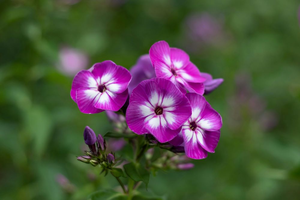 Garden Phlox