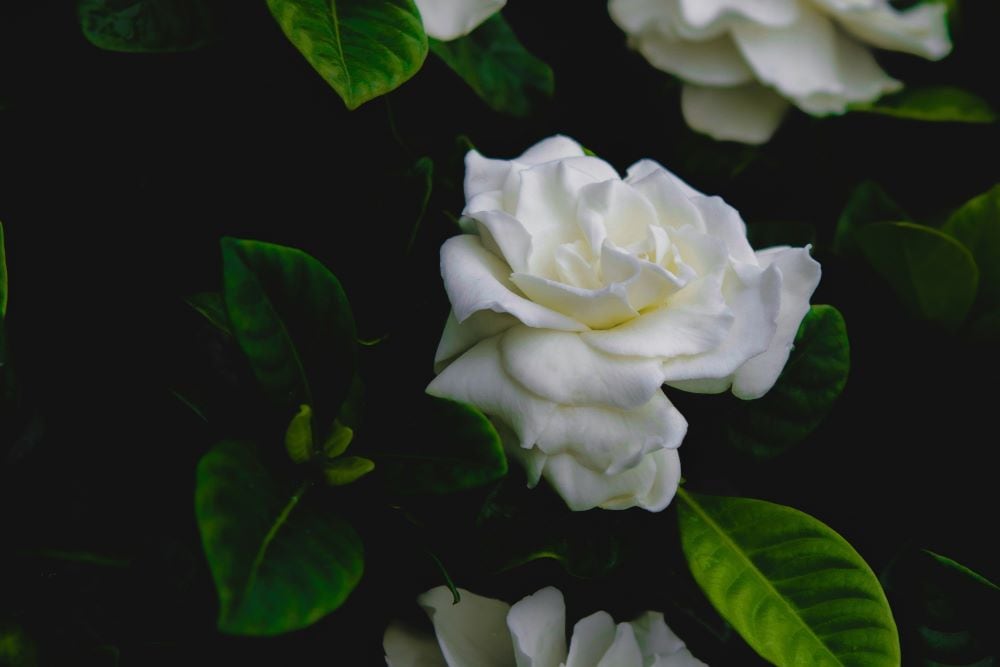 Gardenia