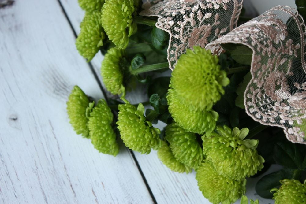 Green chrysanthemum