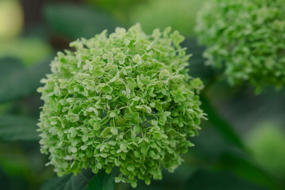 Green hydrangea