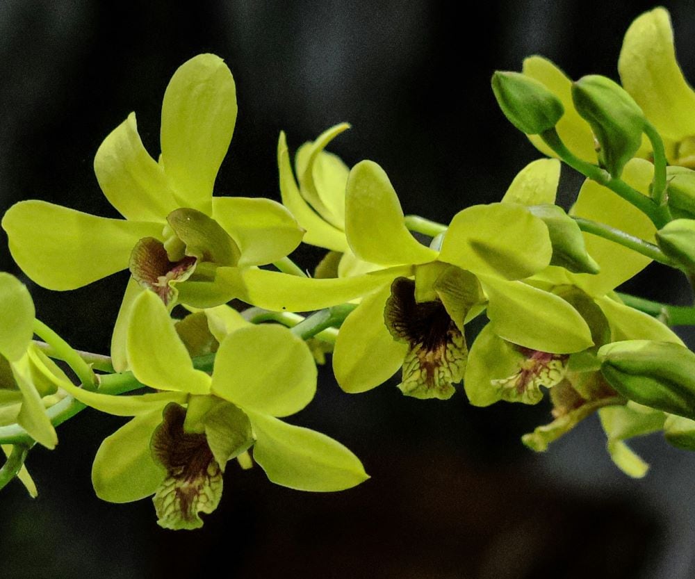 Green orchid