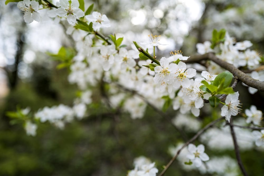Hawthorn flowers