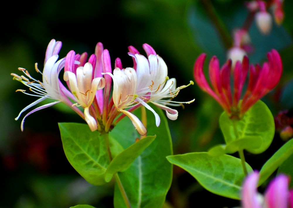 Honeysuckle
