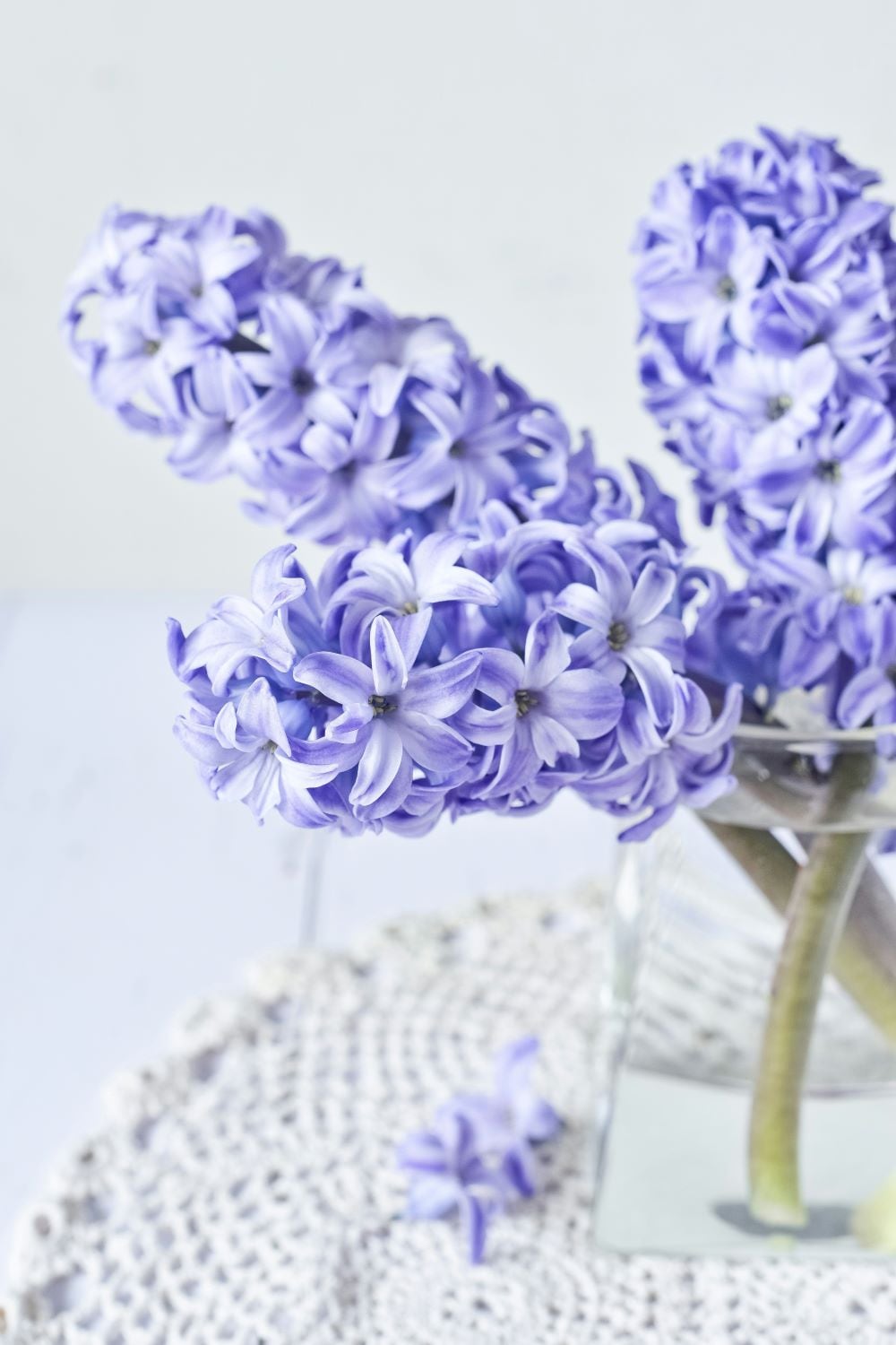 Hyacinth