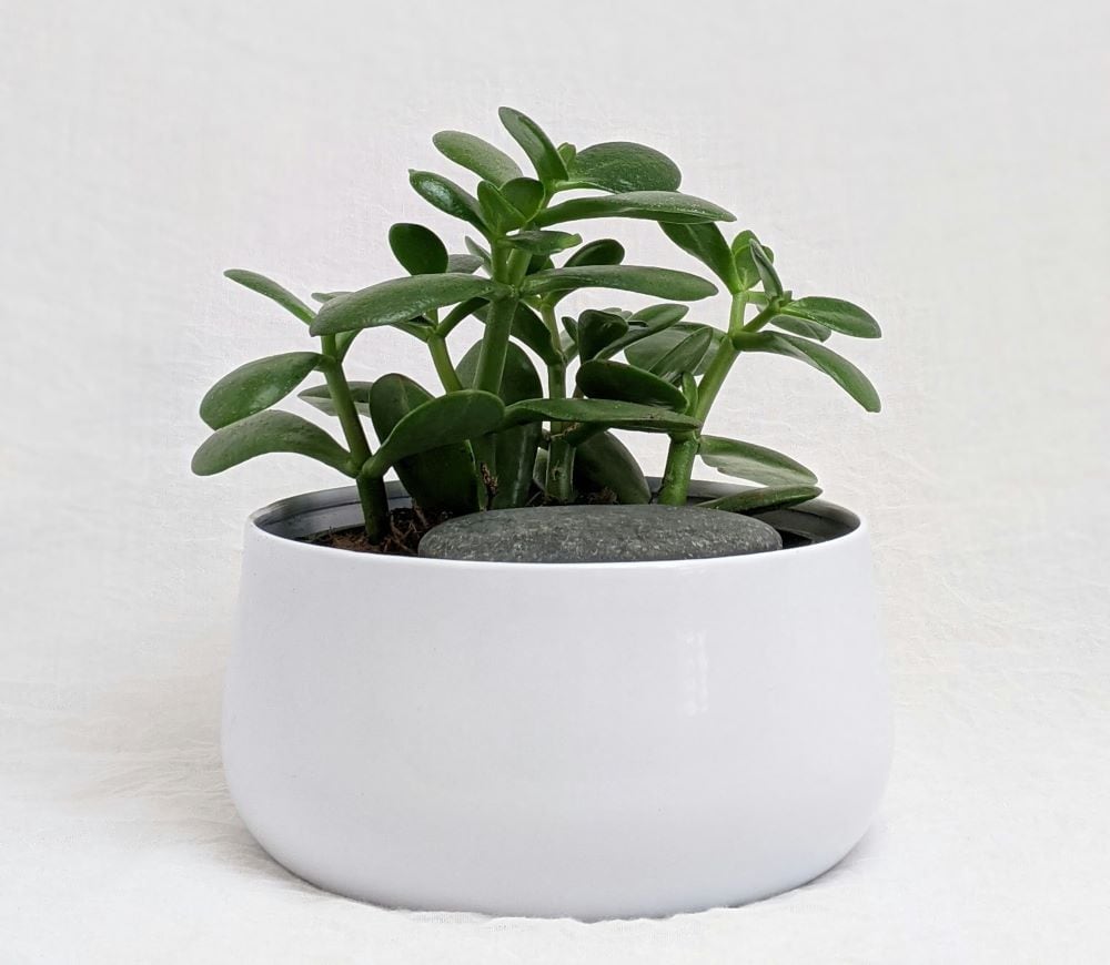 Jade Plant