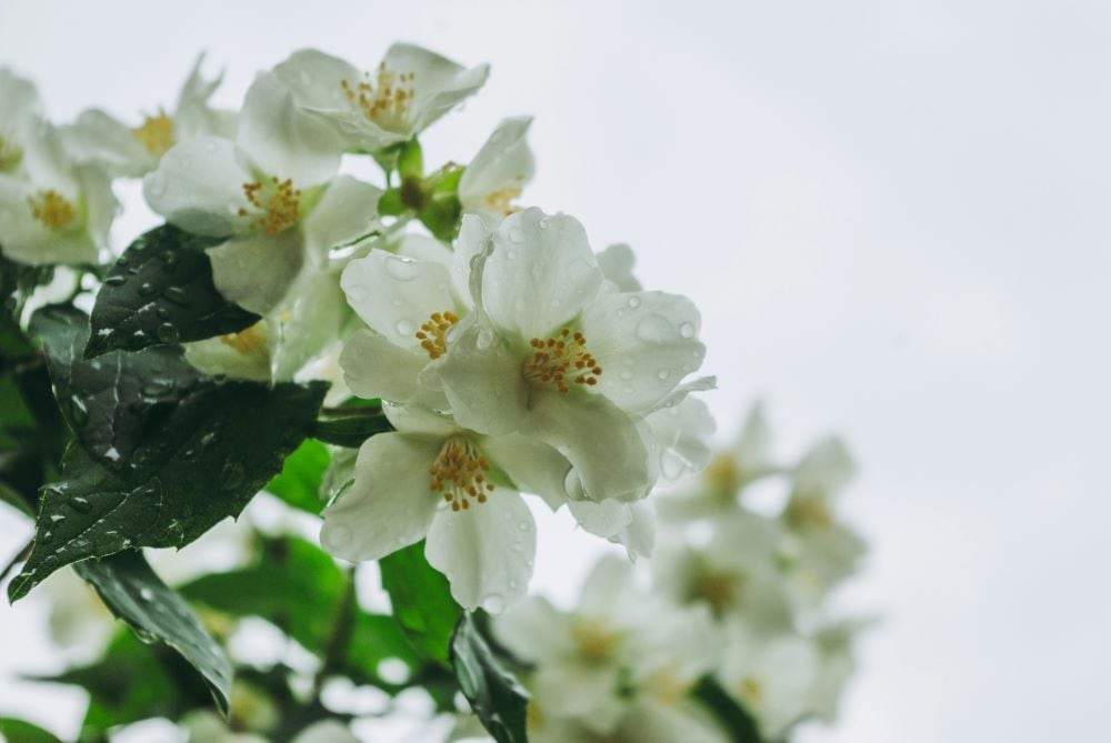 Jasmine