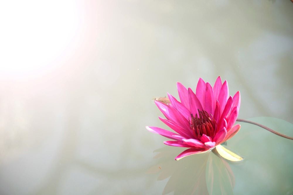 Lotus