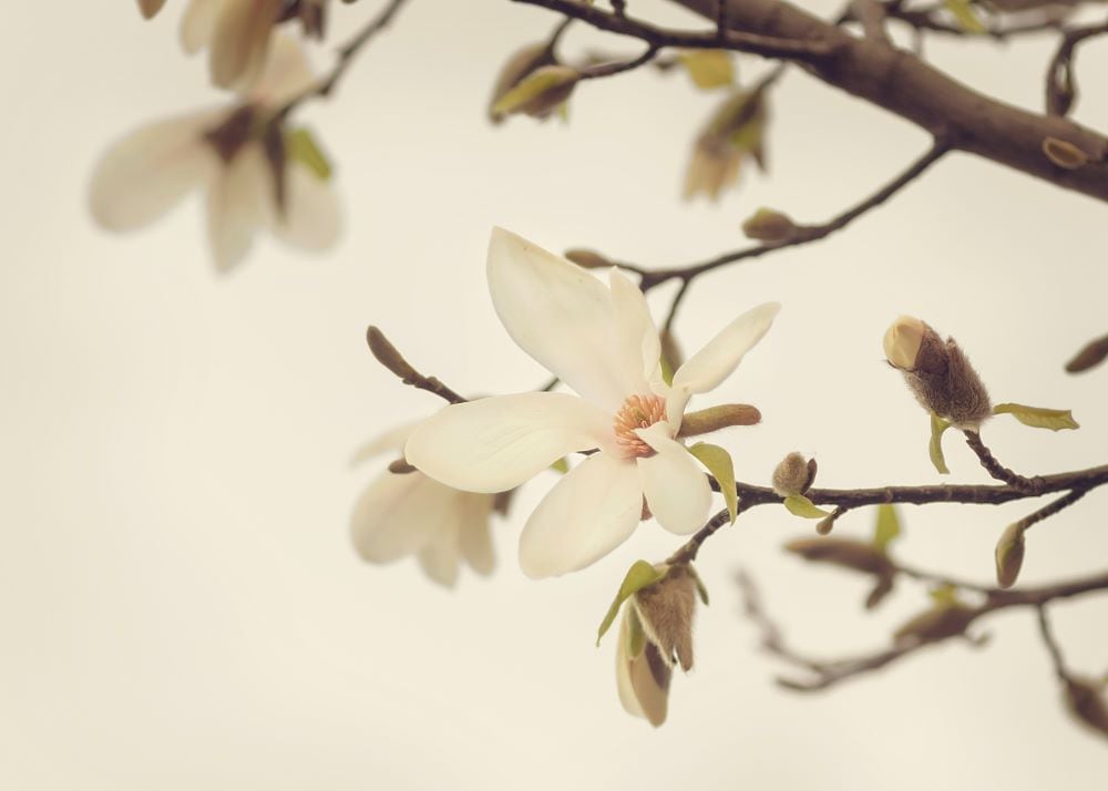 Magnolia