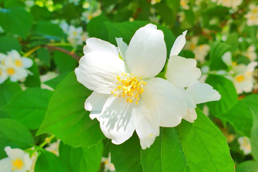 Mock Orange