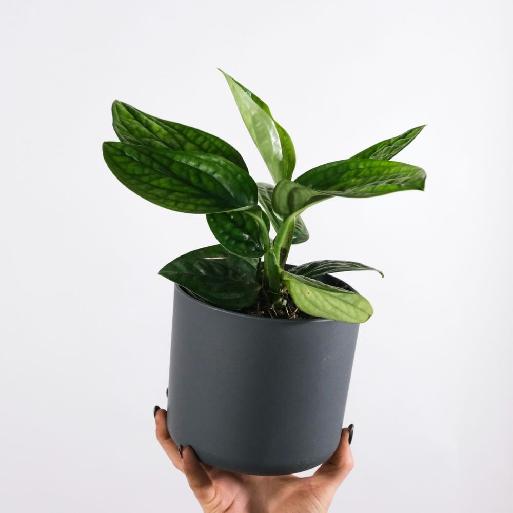 Money Tree (Epipremnum Aureum)