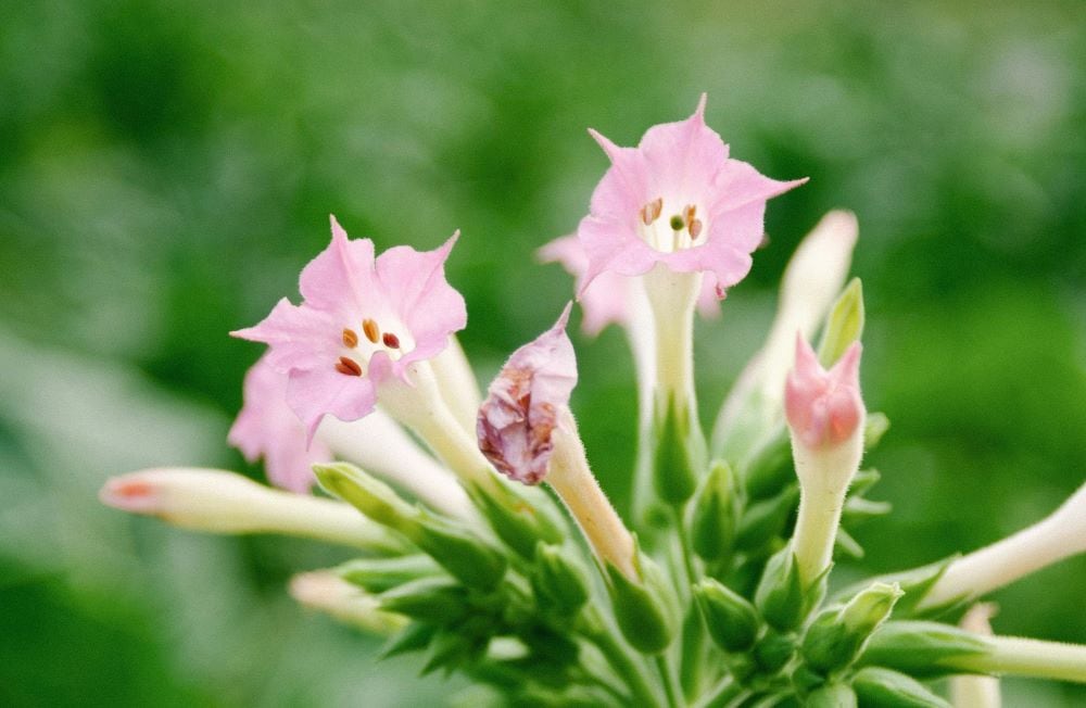 Nicotiana
