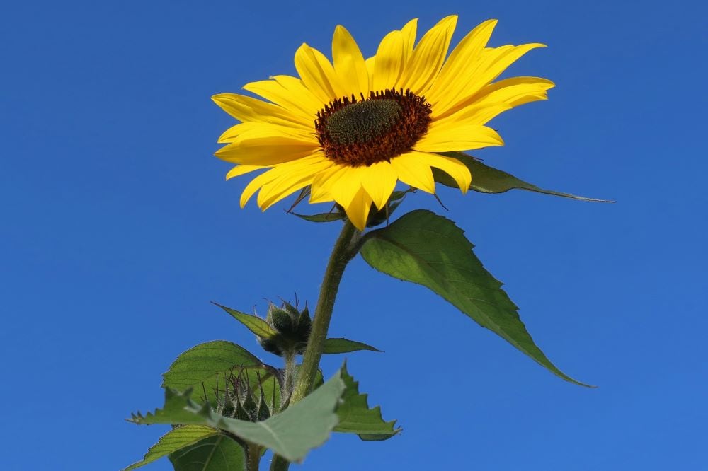 One Sunflower