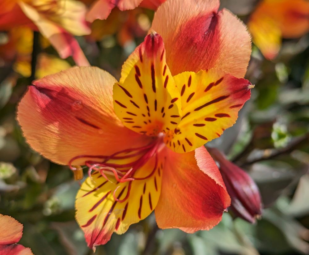 Orange Alstroemeria