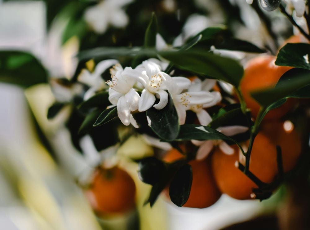 Orange Blossom