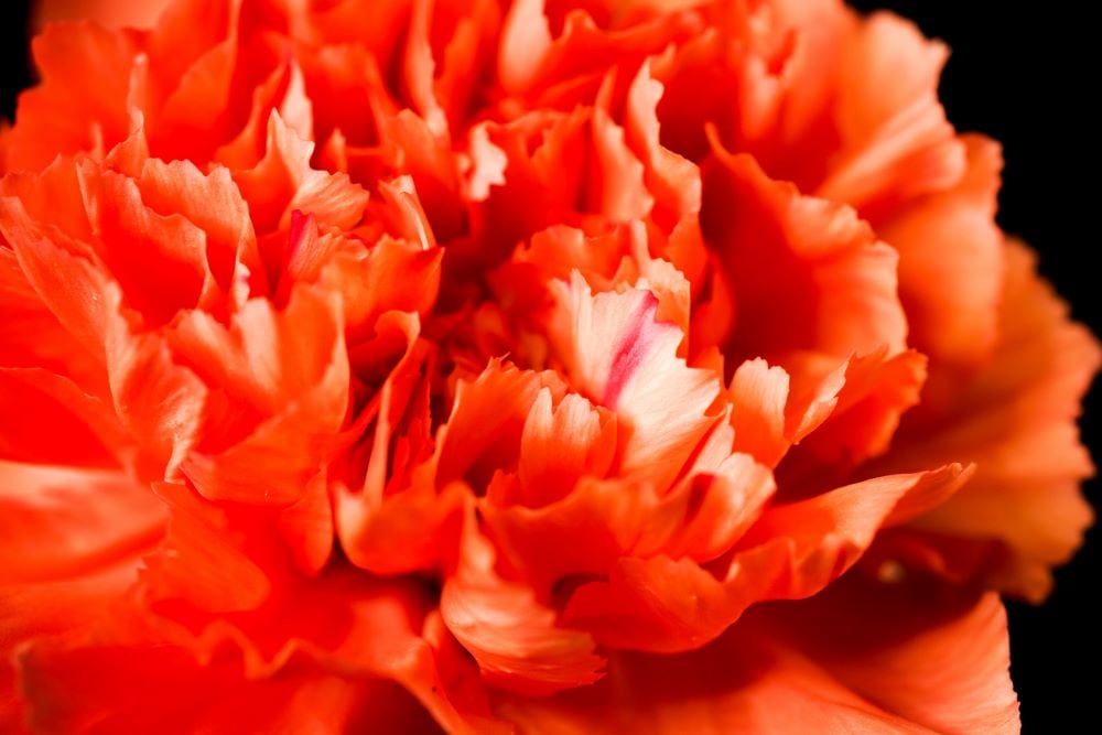 Orange carnations
