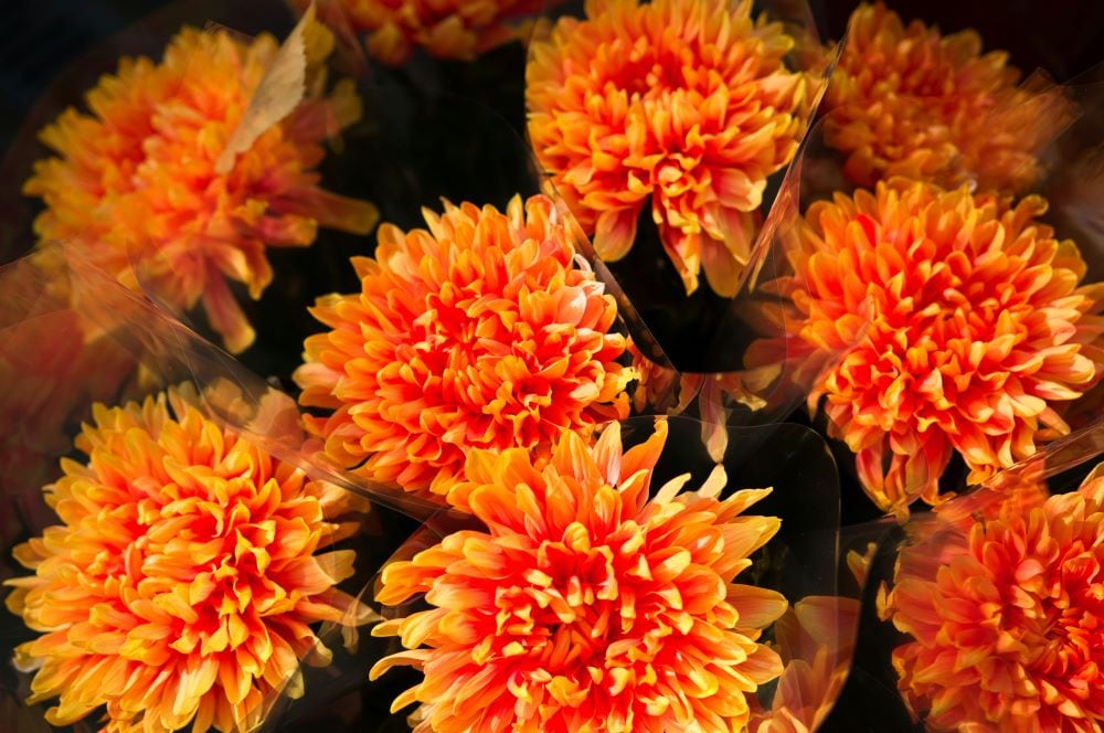 Orange chrysanthemum