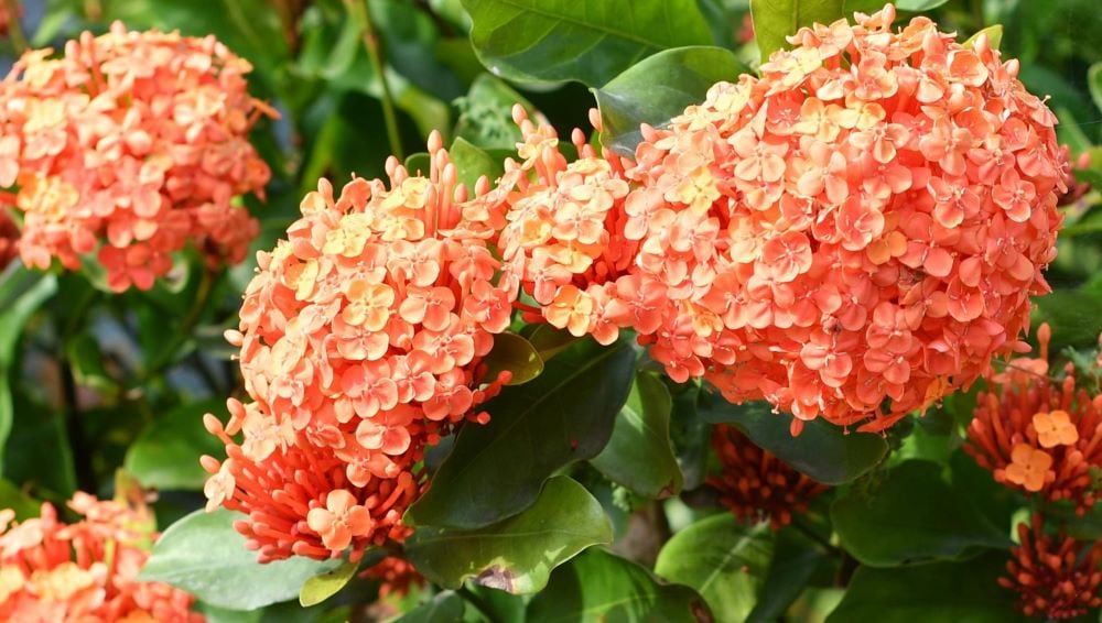 Orange hydrangea
