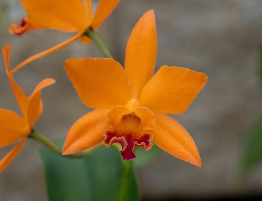 Orange orchid